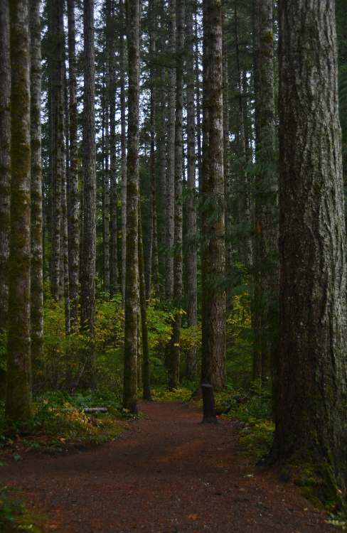 old-growth forest